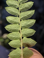 Blechnum laevigatum