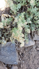 Galium grayanum grayanum