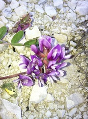 Astragalus lotiflorus