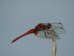 Crocothemis erythraea