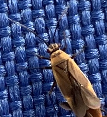 Miridae