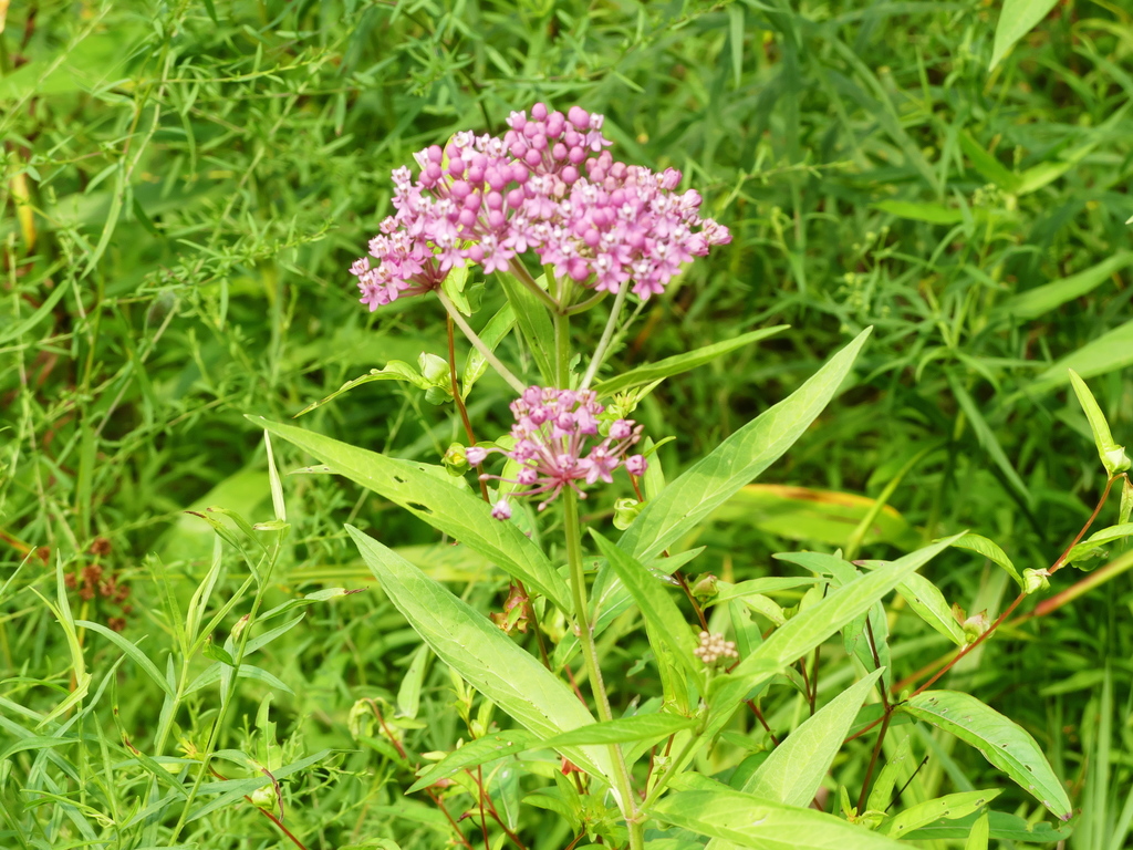 swamp milkweed from Bedminster, NJ, USA on July 22, 2021 at 02:54 PM by ...