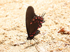 Mimoides thymbraeus thymbraeus