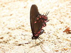 Mimoides thymbraeus thymbraeus