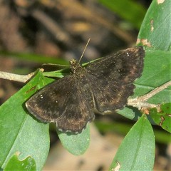 Staphylus hayhurstii