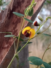 Goodia medicaginea