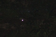 Nyctidromus albicollis