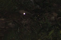 Nyctidromus albicollis