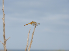 Crocothemis erythraea