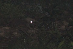 Nyctidromus albicollis