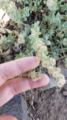 Galium grayanum grayanum