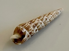Terebrinae