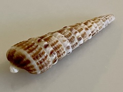 Terebrinae