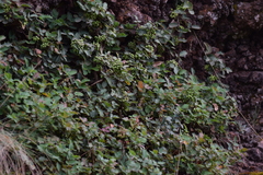 Berberis alpina