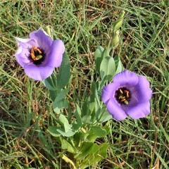Eustoma russellianum