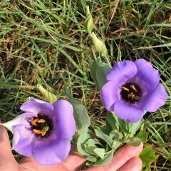 Eustoma russellianum
