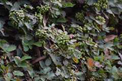 Berberis alpina