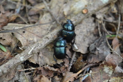 Geotrupes balyi