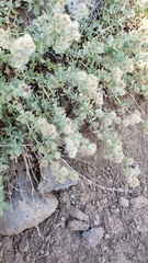 Galium grayanum grayanum