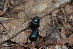 Geotrupes balyi