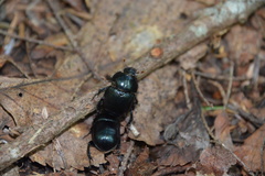 Geotrupes balyi