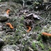 Aceratophallus maya - Photo 由 Fernando Gual-Suarez 所上傳的 (c) Fernando Gual-Suarez，保留部份權利CC BY-NC