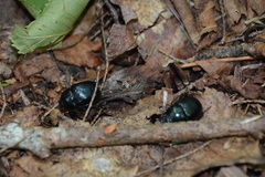 Geotrupes balyi