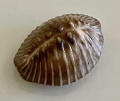 Pusula radians