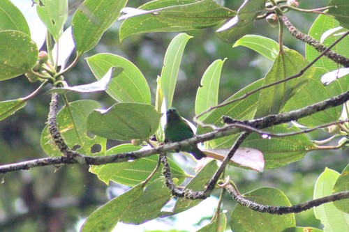 Orange-eared Tanager (Chlorochrysa calliparaea), photo 5