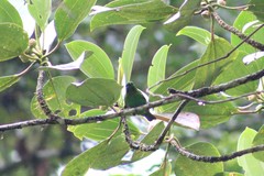 Chlorochrysa calliparaea