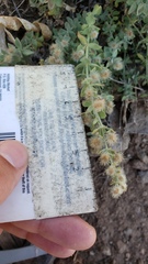 Galium grayanum grayanum