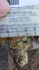 Galium grayanum grayanum