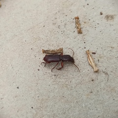 Stenomorphus