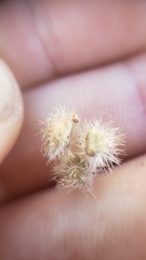 Galium grayanum grayanum