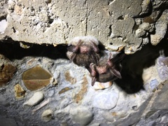 Myotis austroriparius