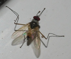 Cholomyia inaequipes