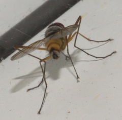 Cholomyia inaequipes