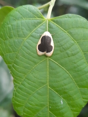 Pseudoblabes oophora