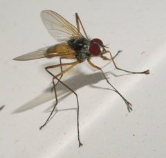 Cholomyia inaequipes