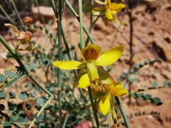 Erythrostemon caudatus
