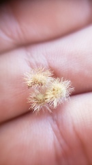 Galium grayanum grayanum