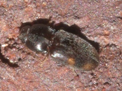 Paradonus