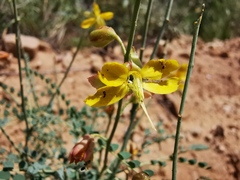 Erythrostemon caudatus