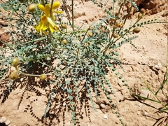 Erythrostemon caudatus