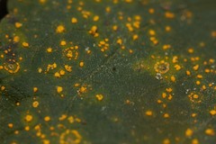 Coleosporium elephantopodis