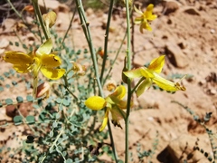 Erythrostemon caudatus