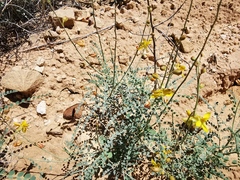 Erythrostemon caudatus