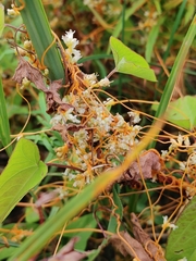 Cuscuta cephalanthi