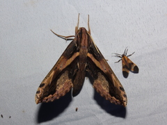 Xylophanes ceratomioides