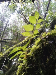 Griselinia ruscifolia